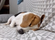 九游体育-体力透支，球员疲劳状态表现平庸